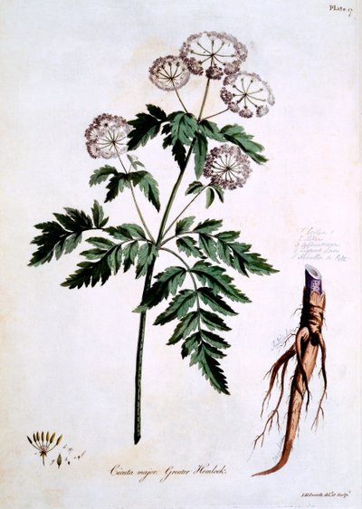 Grande Ciguë [Cicuta major], illustration de 