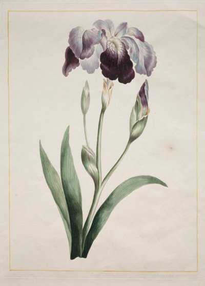 Iris japonais, Grand Iris Bleu, 1801 - John Edwards