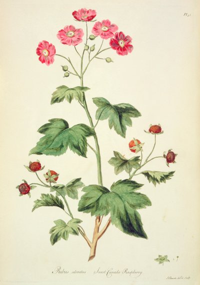 Framboise : Douce Canada (pl.45) de 