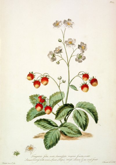 Fraise : Feuilles ovales en forme de lance et un fruit ovale de 