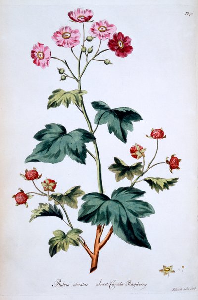 Framboise douce du Canada [Rubus odoratus], illustration de 