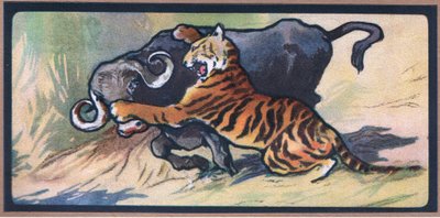 Tigre et buffle - John Edwin Noble