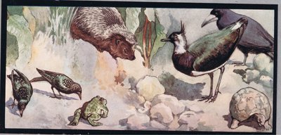 Faune, illustration de 