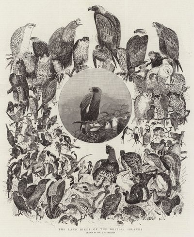Les Oiseaux terrestres des îles britanniques - John Everett Millais