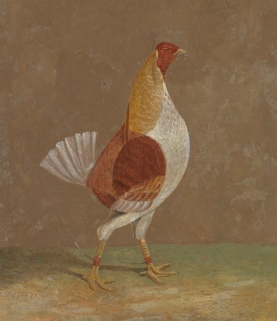 Coqs de combat : un coq de combat à poitrine pâle, face à droite - John Frederick Herring