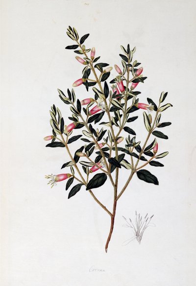 Correa Reflexa, dessin - John Frederick Miller