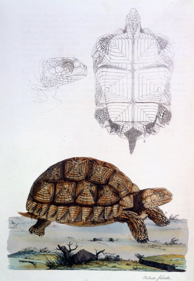 Testudo Sulcata, 1796 - John Frederick Miller