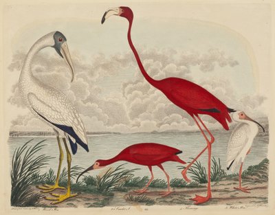Ibis des bois, Ibis écarlate, Flamant rose et Ibis blanc - John G. Warnicke