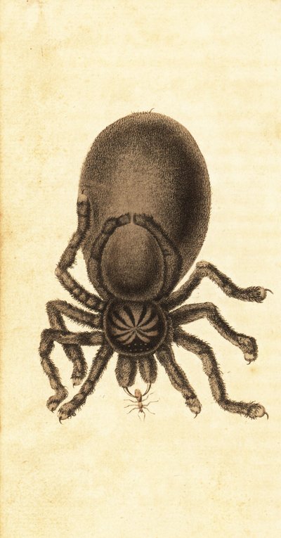 Tarantule à orteils roses, Avicularia avicularia (gravure) - John Gabriel Stedman