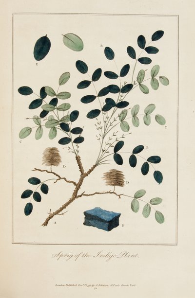 Branche de la plante indigo - John Gabriel Stedman