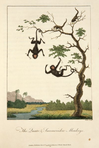 Les singes Quato et Saccawinkee - John Gabriel Stedman