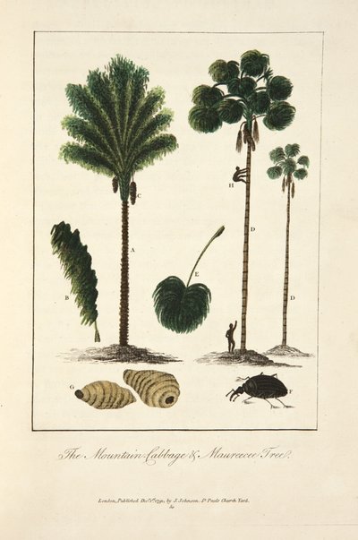 Le chou palmiste et l