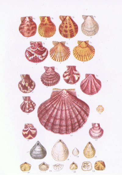 Coquilles Saint-Jacques britanniques, Nature en Grande-Bretagne publiée par Collins, 1946 - John George Sowerby