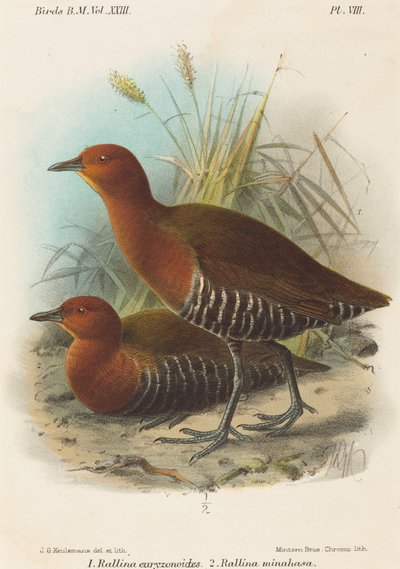 Oiseaux des Philippines - John Gerrard Keulemans
