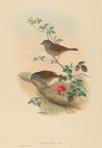Accentor modularis Dunnock - John Gould and Henry Constantine Richter John Gould and Henry Constantine Richter