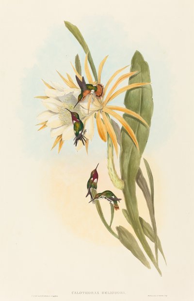 Calothorax heliodori. Créateurs : John Gould, Henry Constantine Richter - John Gould and Henry Constantine Richter John Gould and Henry Constantine Richter