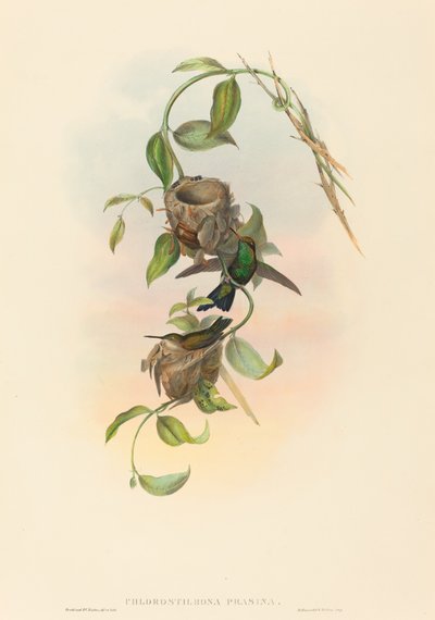 Chlorostilbona prasina Émeraude de Puncheran. Créateurs : John Gould, Henry Constantine Richter - John Gould and Henry Constantine Richter John Gould and Henry Constantine Richter