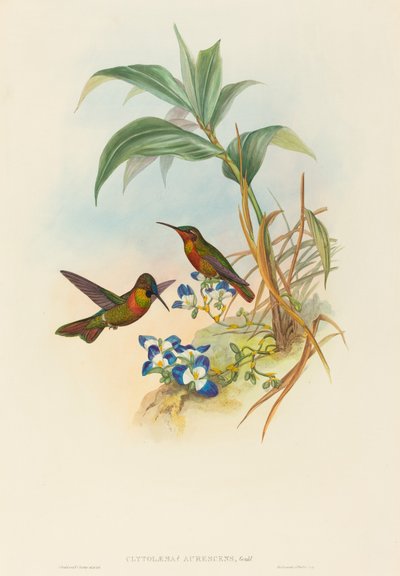 Clytolaema aurescens Banded Ruby ou Ruby de Gould - John Gould and Henry Constantine Richter John Gould and Henry Constantine Richter