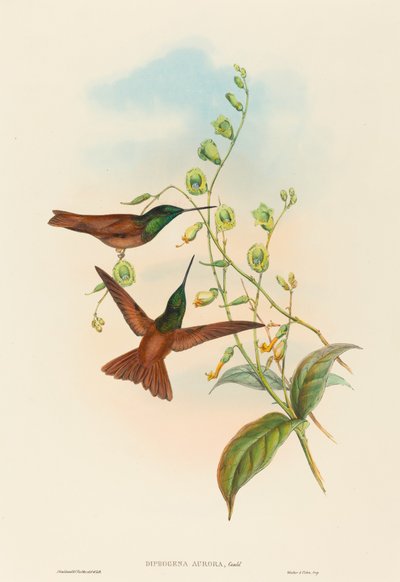 Diphogena aurora, Arc-en-ciel de Gould - John Gould and Henry Constantine Richter John Gould and Henry Constantine Richter