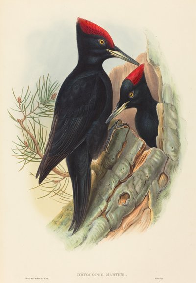 Grand Pic noir Dryocopus martius - John Gould and Henry Constantine Richter John Gould and Henry Constantine Richter