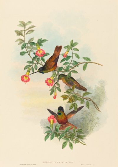 Helianthea eos Golden Star-frontlet. Créateurs : John Gould, Henry Constantine Richter - John Gould and Henry Constantine Richter John Gould and Henry Constantine Richter