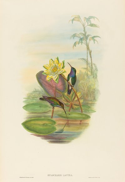 Hylocharis lactea Émeraude à poitrine saphir. Créateurs : John Gould, Henry Constantine Richter - John Gould and Henry Constantine Richter John Gould and Henry Constantine Richter