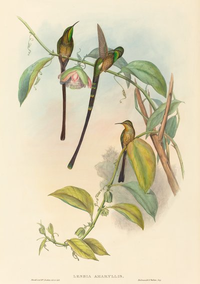 Lesbia Amaryllis. Créateurs : John Gould, Henry Constantine Richter - John Gould and Henry Constantine Richter John Gould and Henry Constantine Richter