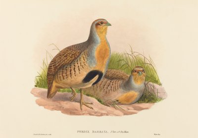 Perdix barbata Perdrix de Daurie - John Gould and Henry Constantine Richter John Gould and Henry Constantine Richter