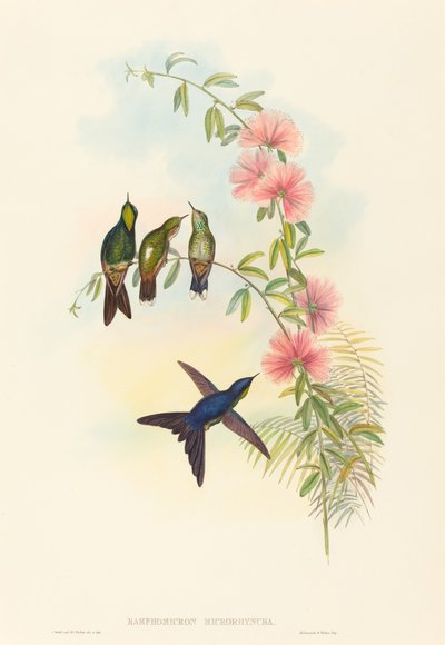 Ramphomicron microrhyncha Petit-bec Thornbill - John Gould and Henry Constantine Richter John Gould and Henry Constantine Richter