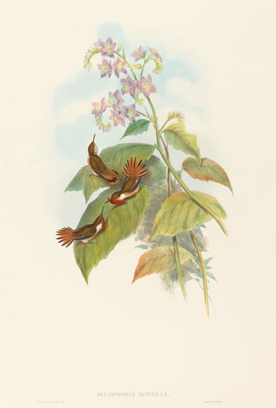 Selashorus scintilla Colibri scintillant. Créateurs : John Gould, Henry Constantine Richter - John Gould and Henry Constantine Richter John Gould and Henry Constantine Richter