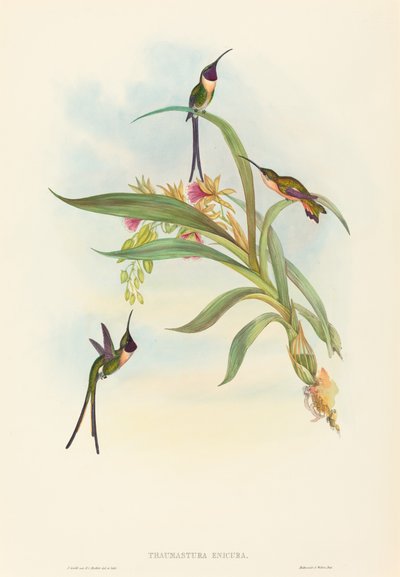 Tharmastura enicura Slender Shear-Tail. Créateurs : John Gould, Henry Constantine Richter - John Gould and Henry Constantine Richter John Gould and Henry Constantine Richter
