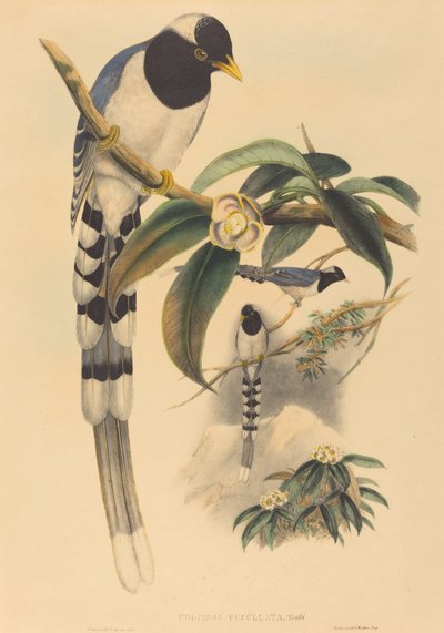 Urocissa cucullata, probablement 1850-1883 - John Gould and Henry Constantine Richter John Gould and Henry Constantine Richter
