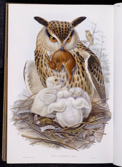 Un grand hibou et des poussins, de "Les Oiseaux d