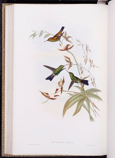 Une monographie des Trochilidae, ou famille des colibris, publiée 1849-61 - John Gould