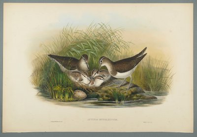 Actitis Hypoleucos - Chevalier guignette - John Gould