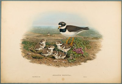 Aegialitis Hiaticula - Gravelot à collier double - John Gould