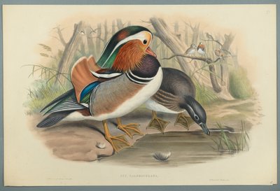Aix Galericulata : Canard mandarin - John Gould