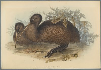 Apteryx Australis - John Gould
