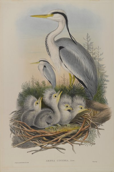 Ardea Cinerea - Héron - John Gould