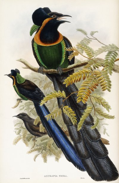 Astrapia d