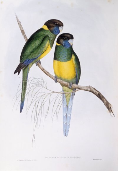 Perruche à collier australienne (Barnardius ou Platycercus zonarius), gravure par John Gould - John Gould