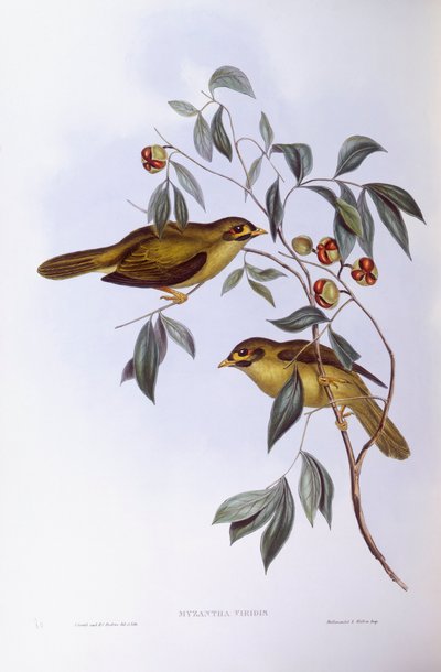 Manorine à sourcils noirs (Manorina melanophrys), Gravure de John Gould - John Gould