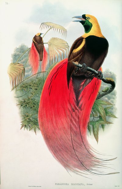 Oiseau de paradis, gravé par T. Walter - John Gould