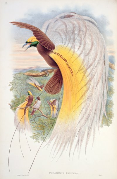 Oiseau de Paradis, extrait de 