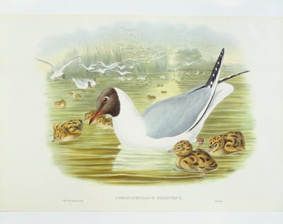 Mouette rieuse (Larus ridibundus), gravure de John Gould, William Hart, H C Richter - John Gould