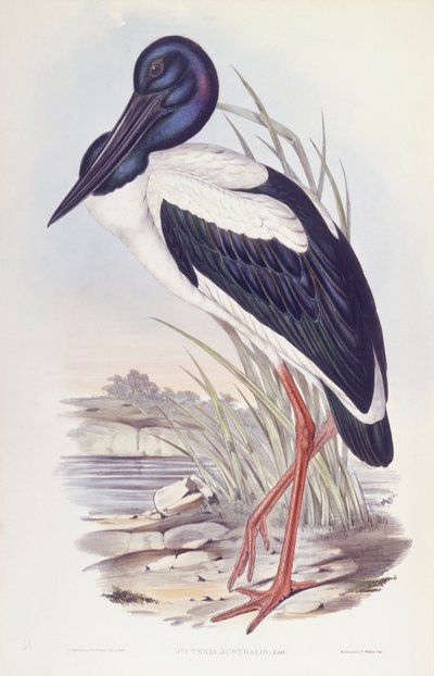 Jabiru d
