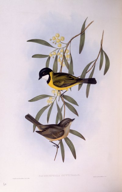 Siffleur à queue noire (Pachycephala melanura), gravure par John Gould - John Gould