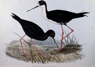 Échasse noire (Himantopus novaezelandiae), gravure de Birds of Australia - John Gould