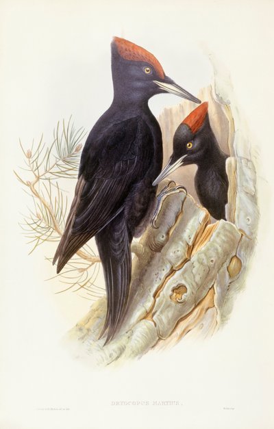 Pic noir (Dryocopus martius), gravure par John Gould - John Gould