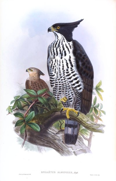 Aigle de Blyth Nisaetus alboniger (Gmelin) - John Gould